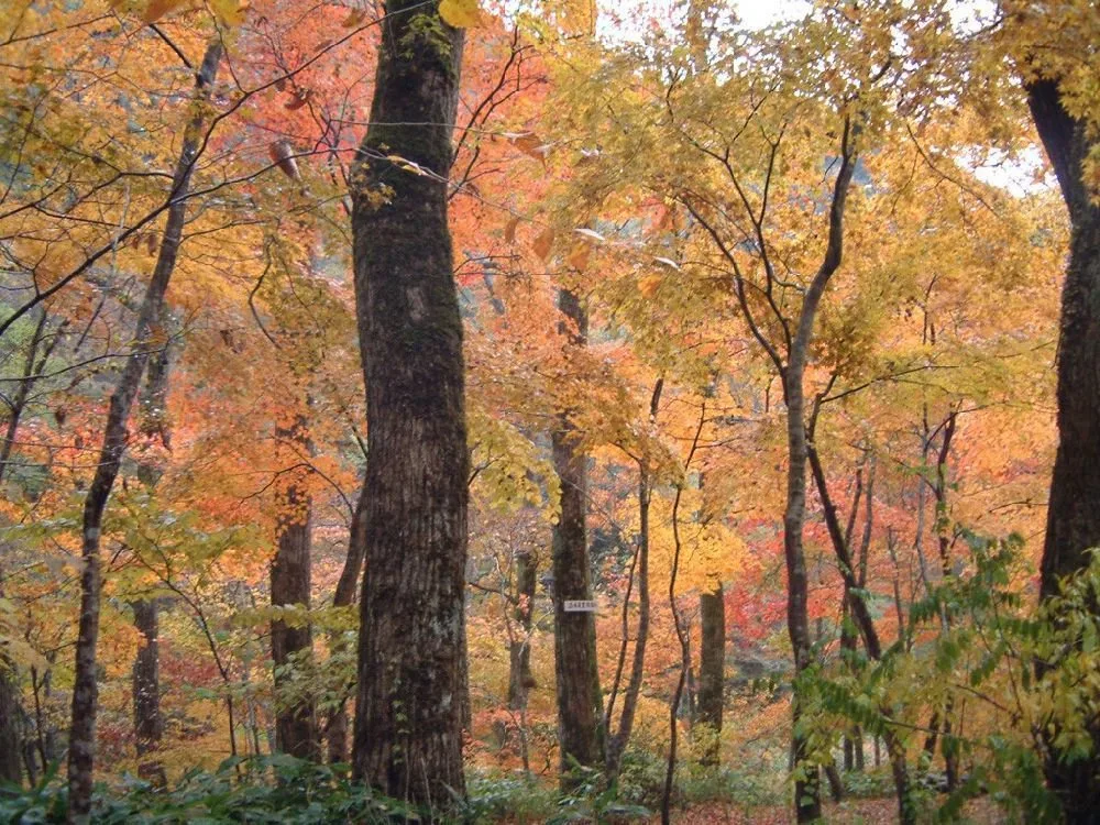 匹見峡の紅葉 2026
