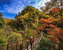 五家荘(樅木の吊橋)の紅葉 2026