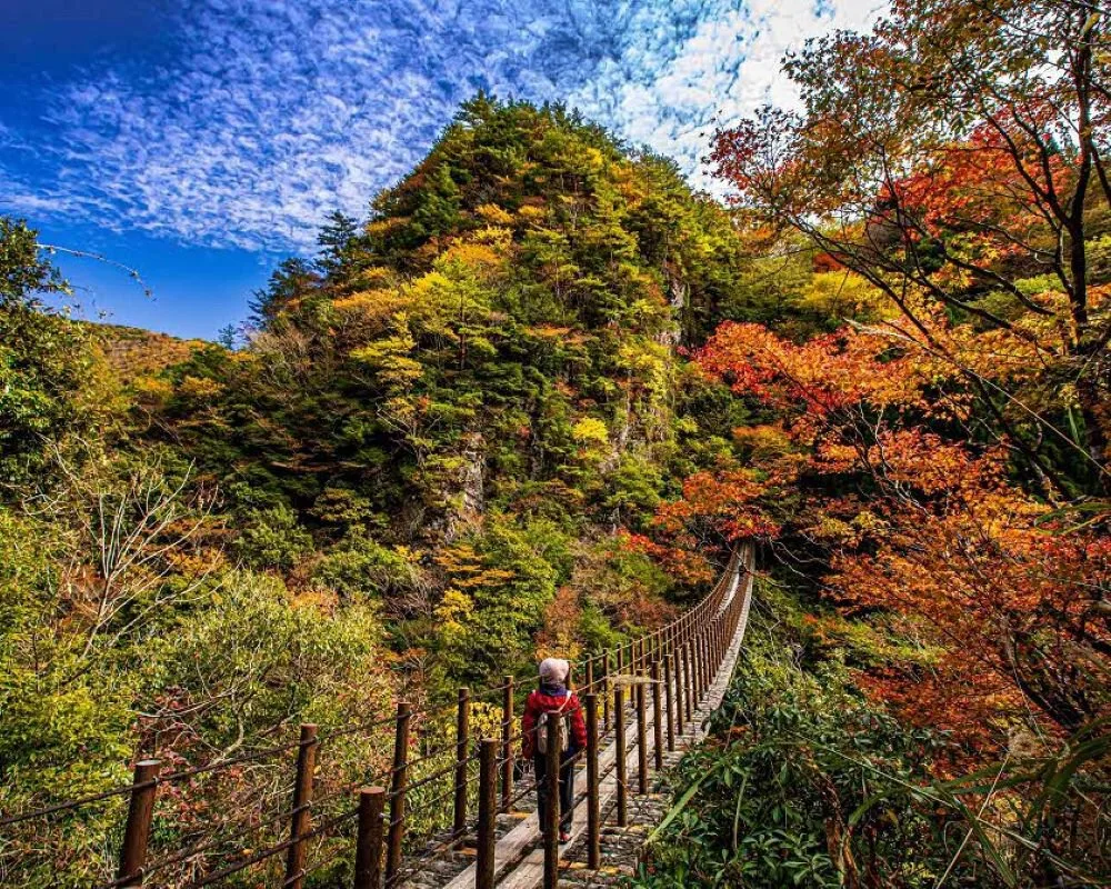 五家荘(樅木の吊橋)の紅葉 2026