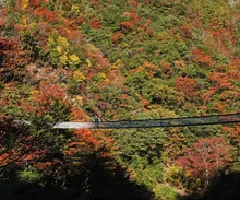 五家荘(梅の木轟公園吊橋)の紅葉 2026