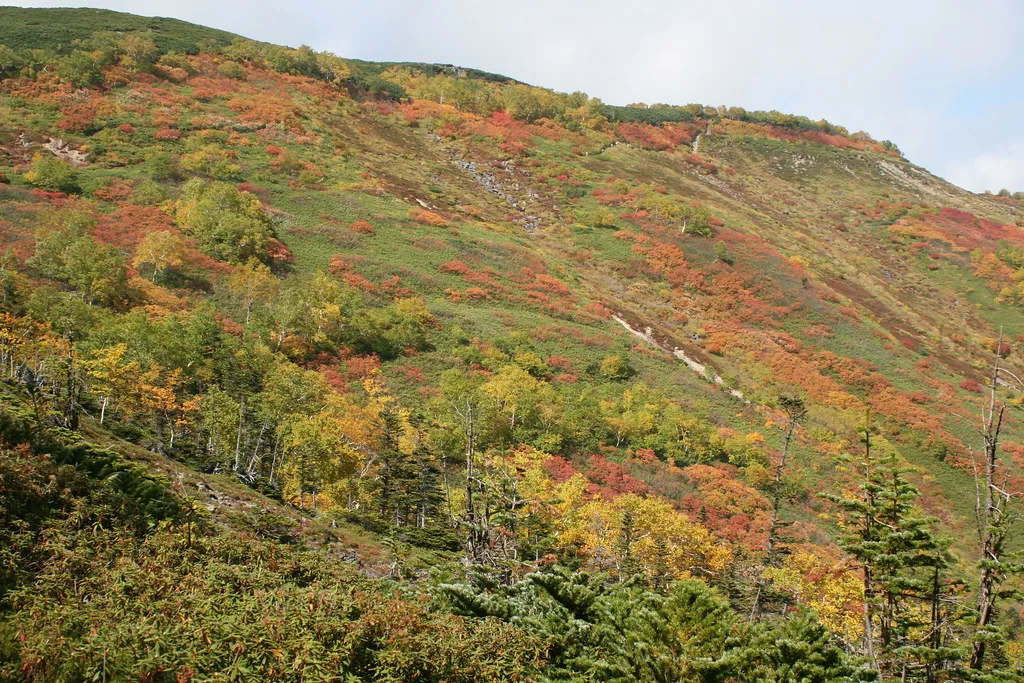 赤岳(銀泉台)の紅葉 2026