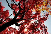福原山荘の紅葉 2026