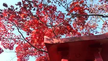 鳥居観音の紅葉 2026