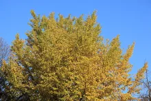 小金井公園の紅葉 2026