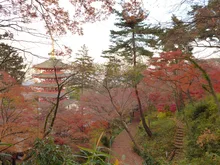 高幡不動尊 金剛寺の紅葉 2026