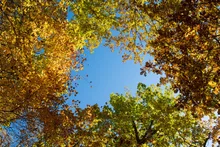 八千穂高原自然園の紅葉 2026