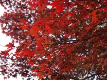 馬籠宿の紅葉 2026