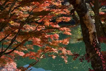 中山七里の紅葉 2026
