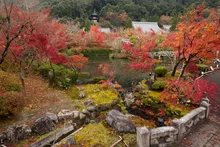 永観堂 禅林寺の紅葉 2026
