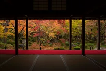 洛北(圓光寺)の紅葉 2026