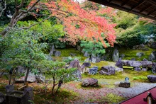 圓徳院の紅葉 2026