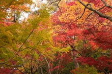 笠置山もみじ公園の紅葉 2026