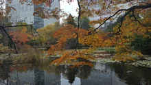 北海道庁旧本庁舎前庭の紅葉 2026