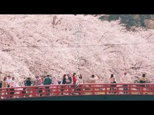 弘前さくらまつり2027
