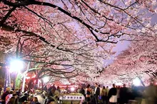 うえの桜まつり2027