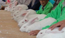 全国ジャンボうさぎフェスティバル 2026