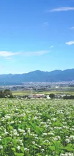 信州山形村 ぐるっと巡ろう！新そば味わい祭り 2026