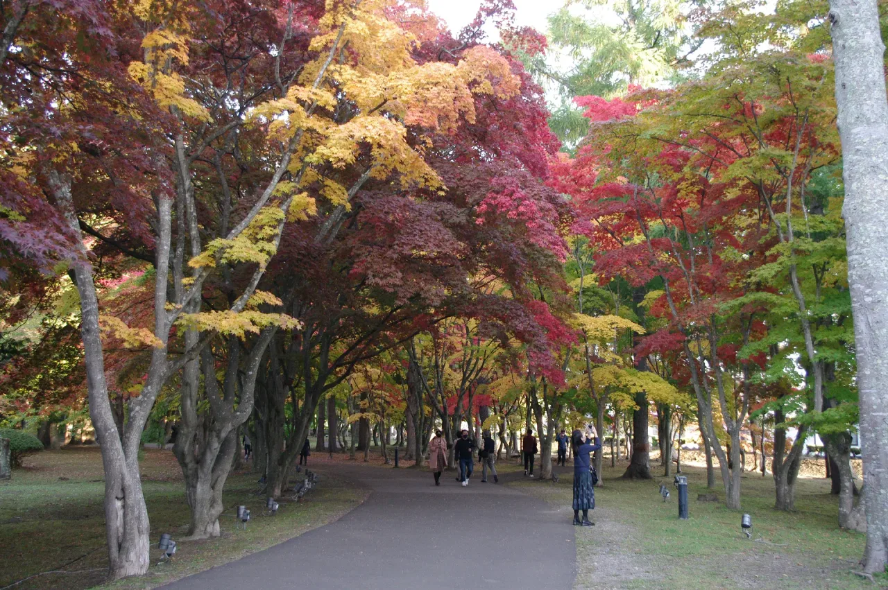 見晴公園の紅葉 2026