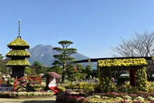 第67回仙巌園 菊まつり 2026