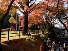 佐白山麓公園・佐白山の紅葉 2026