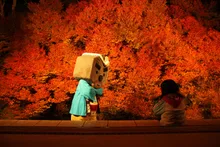 但馬安國禪寺 ドウダンツツジの紅葉 一般公開 2026