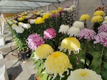 広島城大菊花展 2026