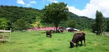 但馬牧場公園 年始の催し 2027