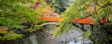 高雄の紅葉 2026