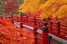 弥彦公園の紅葉 2026