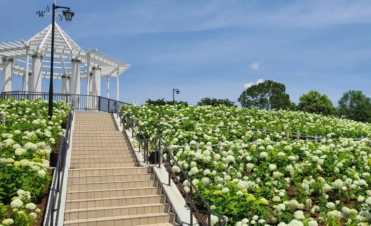 秋留台公園の秋バラ 2026