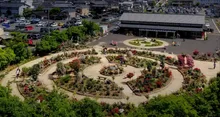 綾部バラ園 秋のバラまつり 2026