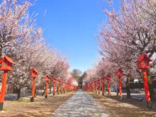 蓬莱山の紅葉 2026