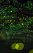 出雲伊波比神社の流鏑馬まつり 2026