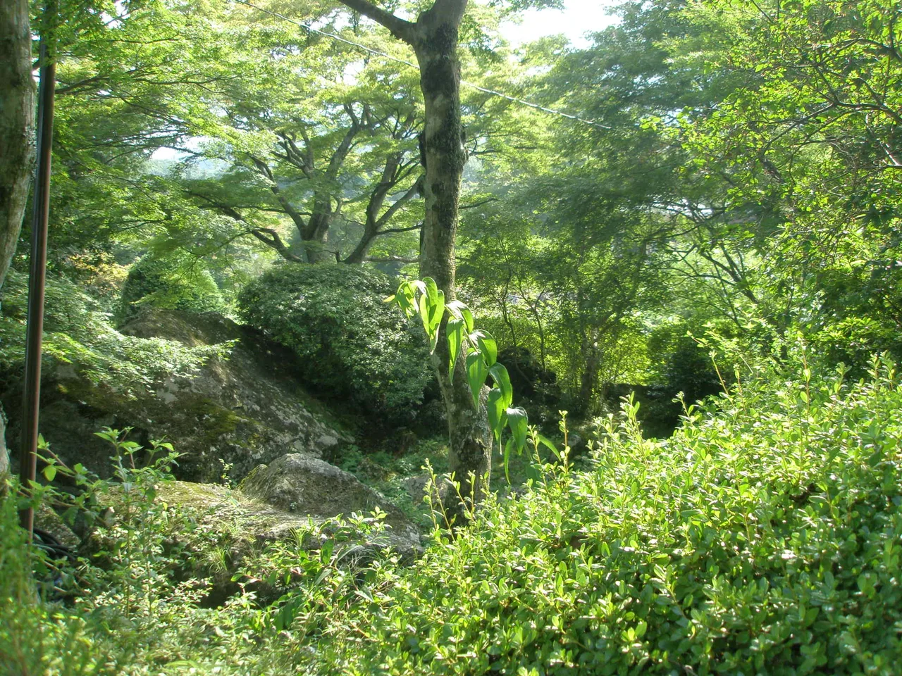 箱根強羅公園「秋のローズガーデン音楽会」