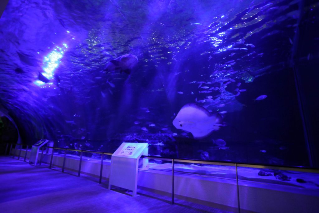 名古屋港水族館 サマーナイトアクアリウム2026