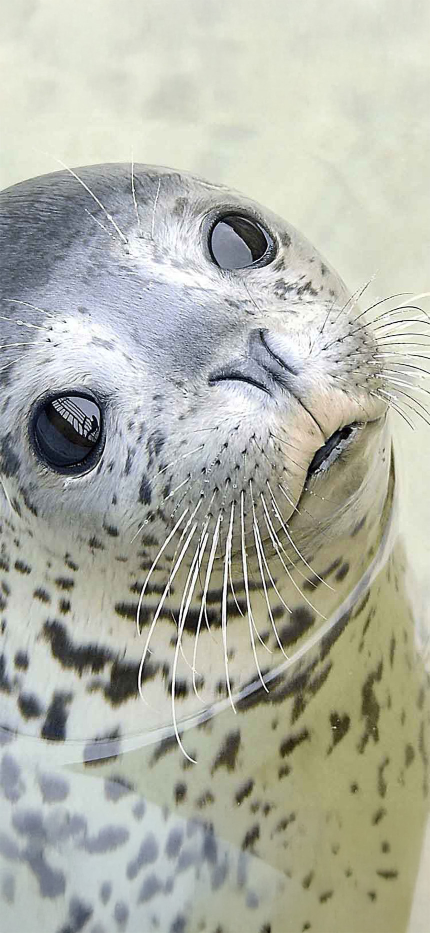 おたる水族館 夜の水族館 2026