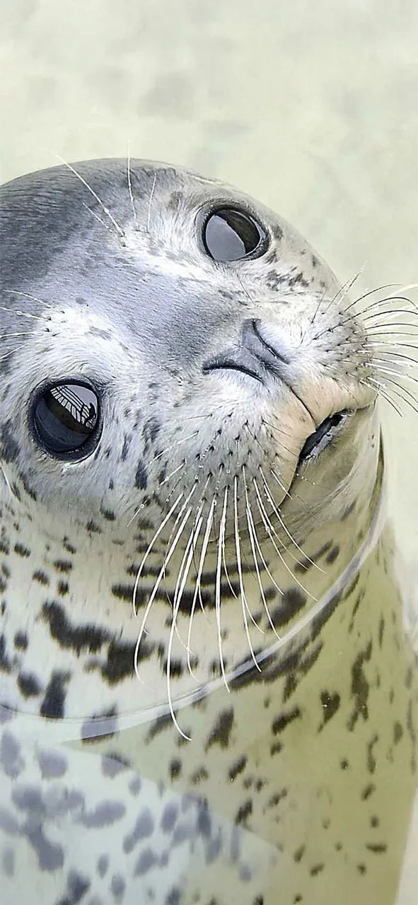 おたる水族館 夜の水族館 2026