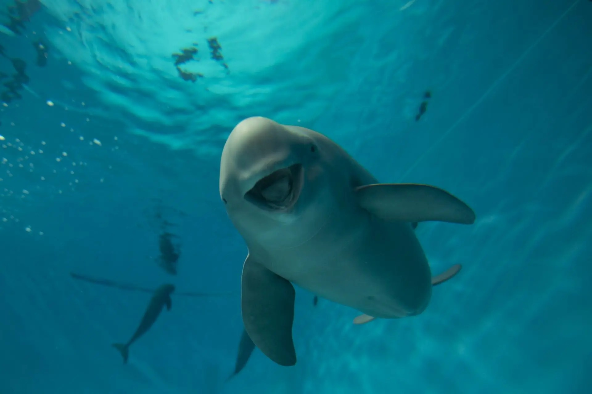 宮島水族館「みやじマリン」夏の特別企画2026