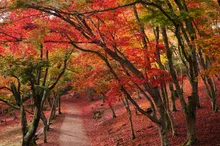 修善寺の紅葉 2026