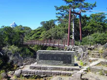 城ヶ崎海岸のイソギク 2026