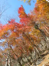 網掛山もみじ谷の紅葉 2026