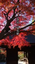 普門寺 もみじ祭り 2026