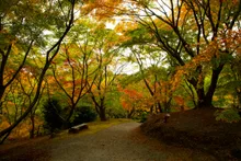 三十路苑の紅葉 2026
