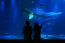 夜の海遊館 2026