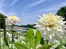 町田薬師池公園四季彩の杜 ダリア園 2026