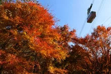 別府ロープウェイの紅葉 2026