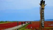 【紅葉・見ごろ】能取湖サンゴ草群落地 2026