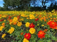 黄花コスモス2026