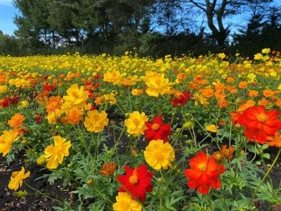 黄花コスモス2026