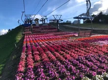 【花・見ごろ】茶臼山高原2026　サンパチェンス